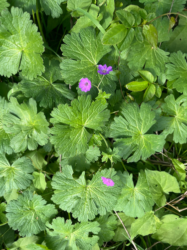 Hedgerow Crane's-bill