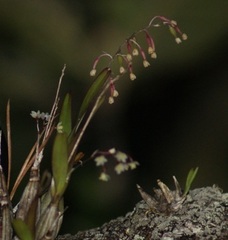 Prosthechea ochracea
