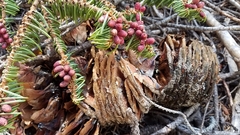 Abies magnifica shastensis