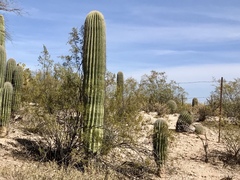 Carnegiea gigantea