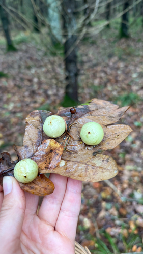 Cherry Gall Wasp