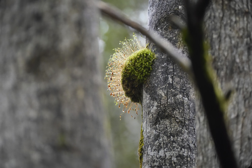 Leptostomum inclinans observed 2026-09-26
