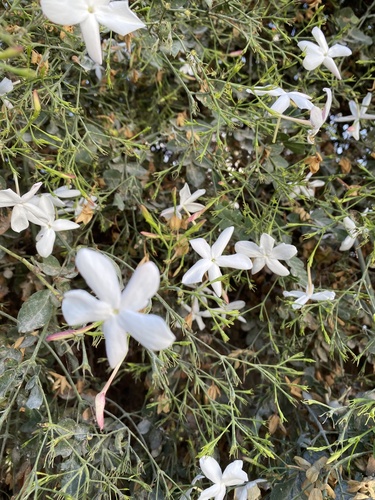 Jasminum officinale observed 2026-10-11