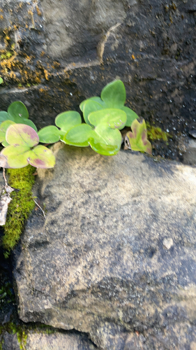 Liverleaf