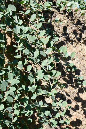 Capparis canescens observed 2026-09-26