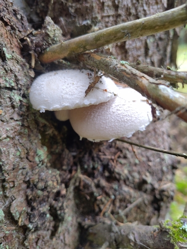 Veiled Oyster