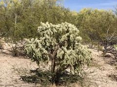 Cylindropuntia fulgida