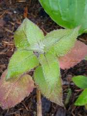 Monarda × medioides