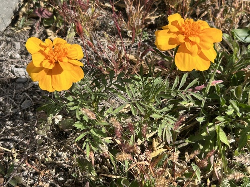 Tagetes erecta observed 2026-10-11
