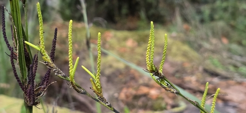 Gymnostachys anceps, 2026-10-11