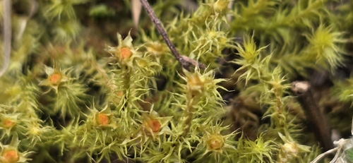 Breutelia affinis observed 2026-10-11