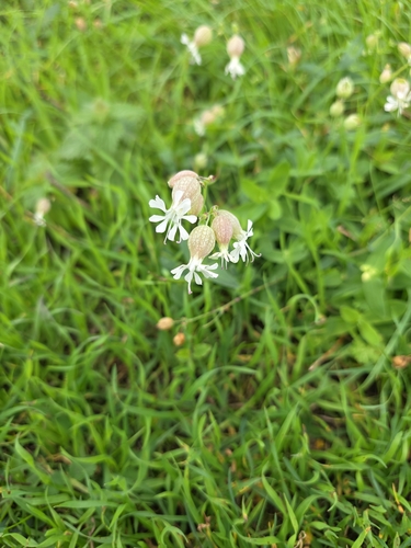 bladder campion