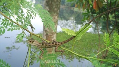 Calotes versicolor