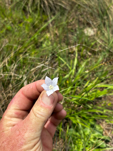 Wahlenbergia undulata, 2026-10-11