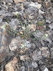 Noccaea fendleri