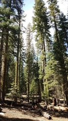 Abies magnifica shastensis