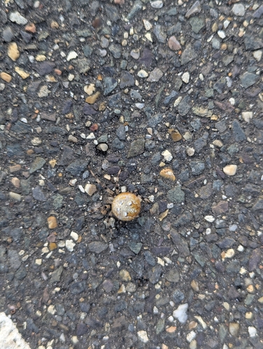 Four-spot Orbweaver