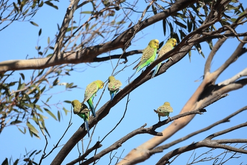 iNaturalist image