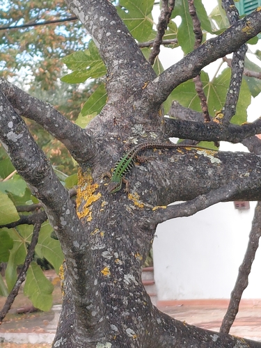 Italian Wall Lizard