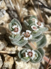 Euphorbia vallis-mortae