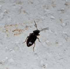 Stenolophus ochropezus