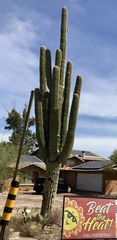 Carnegiea gigantea