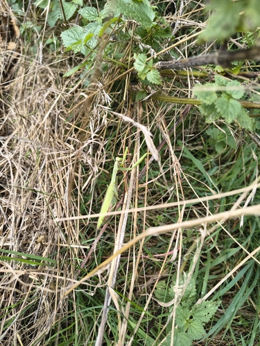 European Mantis