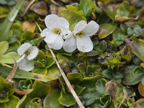 Arabis vochinensis