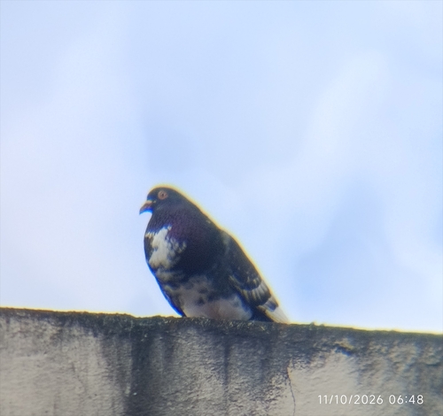 Feral Pigeon