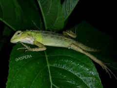 Calotes versicolor