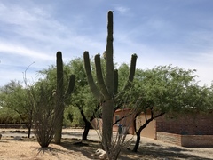 Carnegiea gigantea