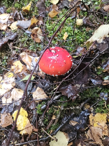 Fly Agaric