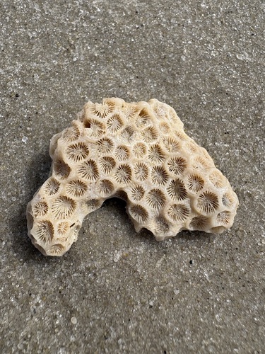 Astrangia poculata observed 2026-10-10