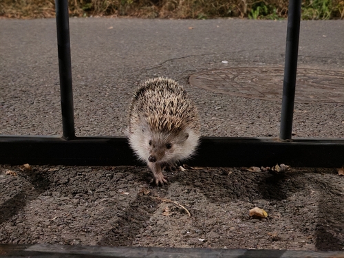 Amur Hedgehog
