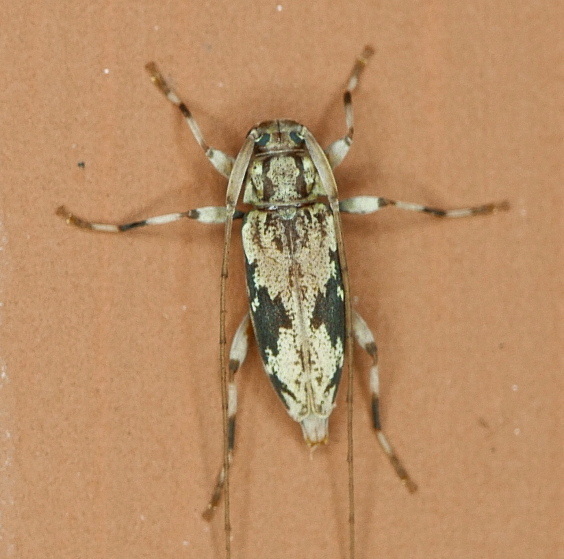 Lepturges angulatus
