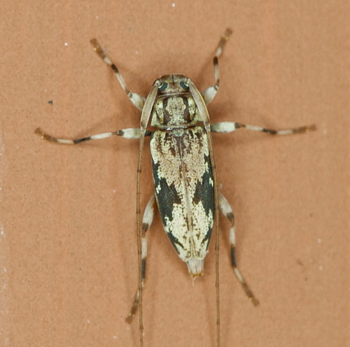 Lepturges angulatus (LeConte, 1852)