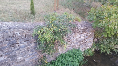 common fig