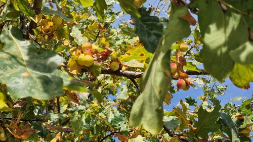 Cherry Gall Wasp