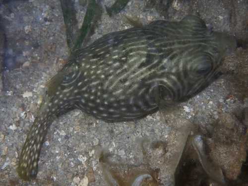 Arothron reticularis observed 2026-10-08