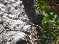 Cryptoblepharus