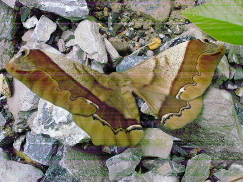 giant silk moth