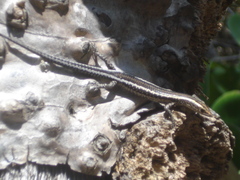 Cryptoblepharus