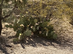 Opuntia engelmannii