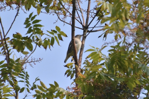 Daurian Starling