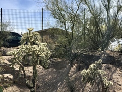 Cylindropuntia fulgida