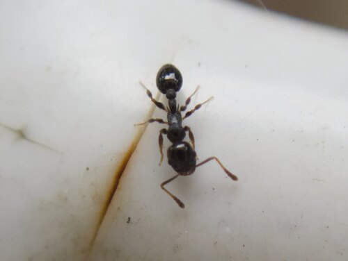 Long-spined Acorn Ant