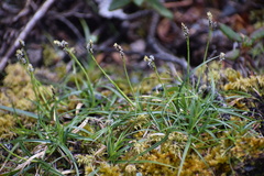 Carex concinna