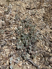 Euphorbia vallis-mortae