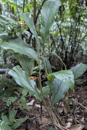 Alpinia japonica observed 2026-10-11