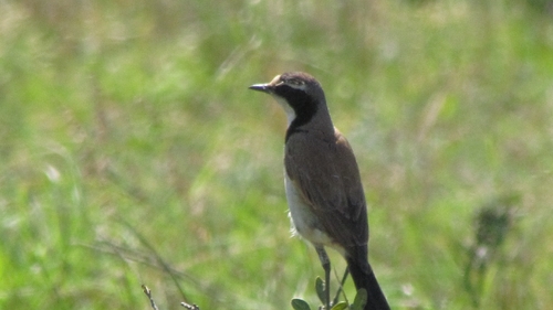iNaturalist image